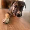 Arco - Ein besonderer Hundejunge...