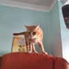 Liebe Schmusekatze Reina