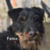 FENIX