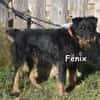 FENIX