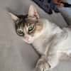 Aria & Cleo  sensibles Katzenpaar sucht