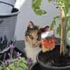 Aria & Cleo  sensibles Katzenpaar sucht