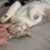 Aria & Cleo  sensibles Katzenpaar sucht