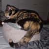 Aria & Cleo  sensibles Katzenpaar sucht