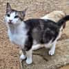 Anhänglicher u. liebevoller Kater Mickey