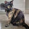 Hübsche, verspielte,Katze Mercedes