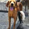 Schmuse-Schatz ♥Veit♥ in 65933 Frankfurt