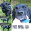 MISS PIPPA * liebevolle Grande Dame