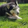 SKATT * freundliche Husky-Mix-Dame