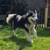 SKATT * freundliche Husky-Mix-Dame