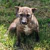 Regi- absoluter Familienhund