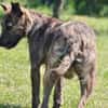 Regi- absoluter Familienhund