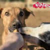 Finley
