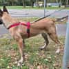 Liebevolle Malinois Mischlings Hündin