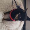Freundlicher  Jack      Gnadenadoption!