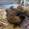 MORRYS * loyaler Herzenshund mit Charme