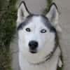 Myshka
