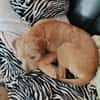 Noisette, l'adorable louloute