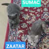 DUO SUMAC ET ZAATAR