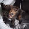 Noisette