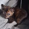 Noisette
