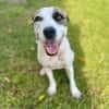 Hanae, femelle croisée berger née le 03/11/2023 🐶