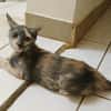 BABETH Chaton femelle type européen