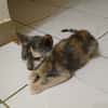 BABETH Chaton femelle type européen