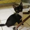 BAGHERRA, chaton femelle type européen