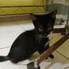 BAGHERRA, chaton femelle type européen