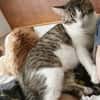 DIDIER, chat européen