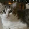 DIDIER, chat européen