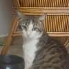 DIDIER, chat européen