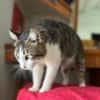 DIDIER, chat européen