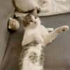 DIDIER, chat européen