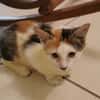 MINA, chaton femelle type européen