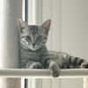 MISTY, Chaton femelle européen