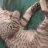 MISTY, Chaton femelle européen