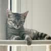 MISTY, Chaton femelle européen