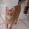 PRALINE, Chatte type européen
