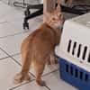 PRALINE, Chatte type européen