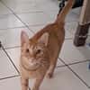 PRALINE, Chatte type européen