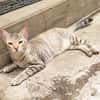 RAYA, chaton femelle européen