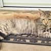 RAYA, chaton femelle européen