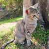RAYA, chaton femelle européen