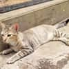 RAYA, chaton femelle européen
