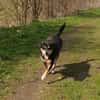 Nero sucht sein Zuhause