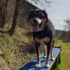 Nero sucht sein Zuhause