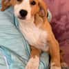 🐕 Mona sucht ihre Familie 🐕