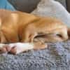 🐕 Mona sucht ihre Familie 🐕